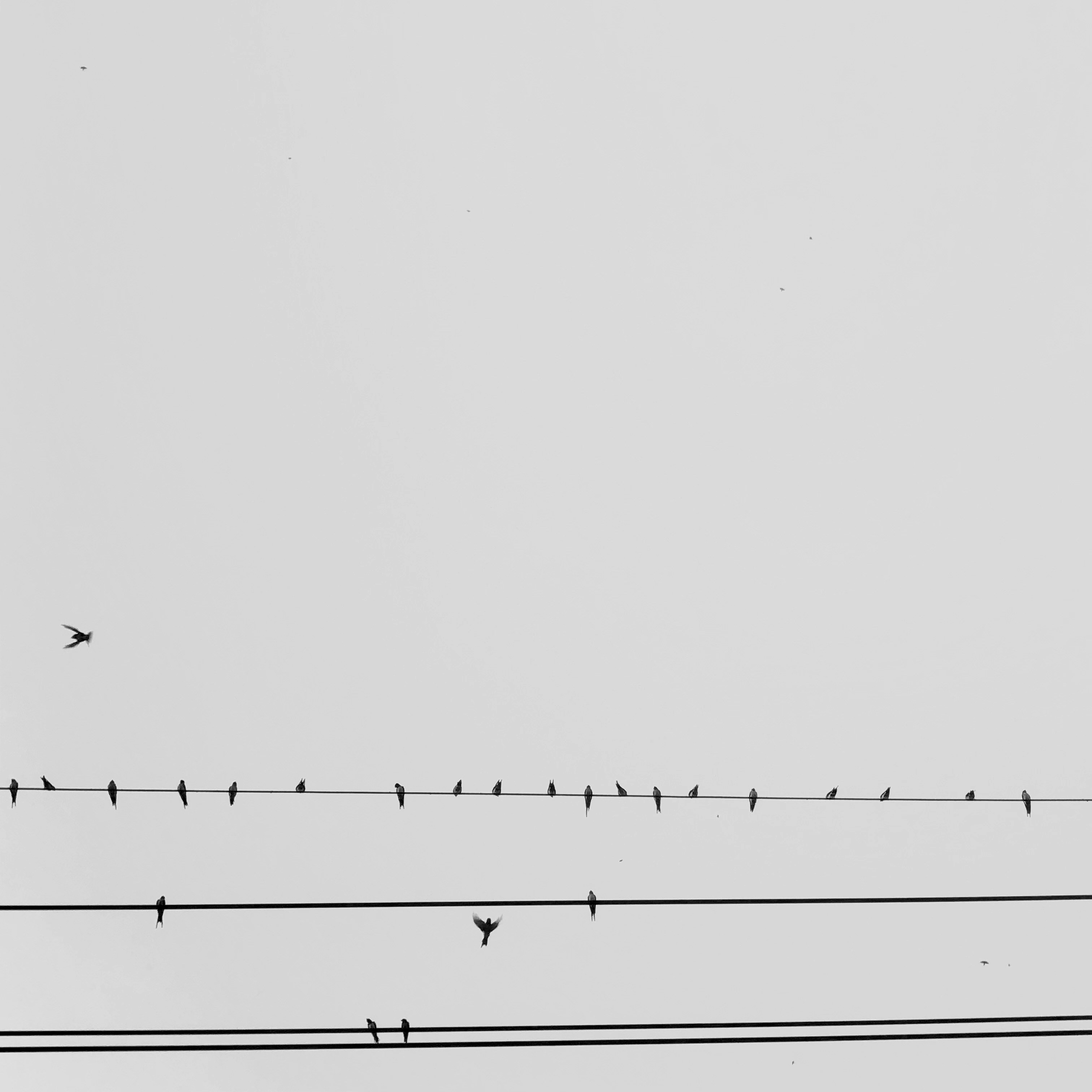 Graph showing absorption rates of magnesium supplements